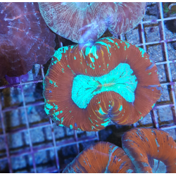 Trachyphyllia